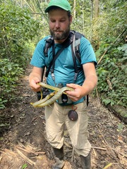 Chironius multiventris