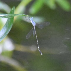 Lestes praemorsus