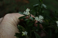 Leionema elatius beckleri