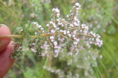 Erica parviflora
