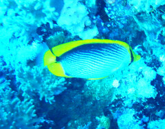 Chaetodon melannotus