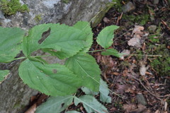 Veronica urticifolia