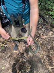 Chironius multiventris