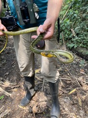 Chironius multiventris