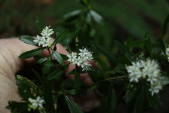 Leionema elatius beckleri