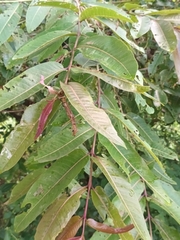 Terminalia arjuna