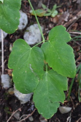 Laserpitium gaudinii