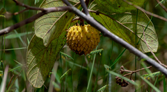 Annona