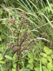 Filipendula vulgaris