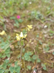 Disperis villosa