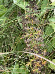 Filipendula vulgaris