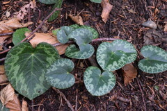 Cyclamen purpurascens