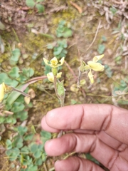 Disperis villosa