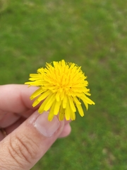 Taraxacum officinale