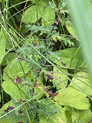 Filipendula vulgaris