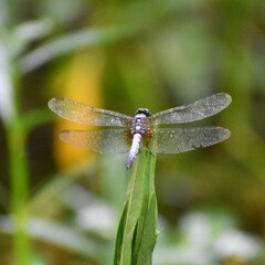 Brachydiplax chalybea