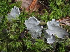 Peltigera canina