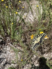 Papilio machaon