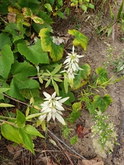 Monarda punctata