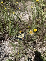 Papilio machaon