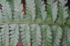 Polystichum aculeatum