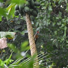 Dinopium benghalense