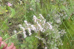 Erica parviflora