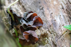 Auricularia auricula-judae