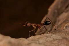 Myrmecia
