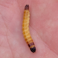 Stenagostus rhombeus