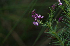 Comesperma