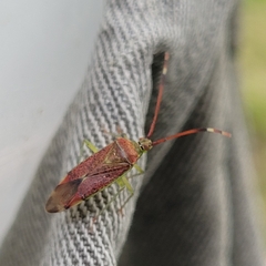 Pantilius tunicatus