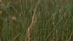 Schoenoplectus subulatus