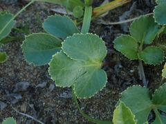 Glehnia littoralis