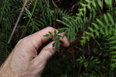 Xanthosia pilosa