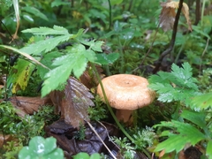 Lactarius deterrimus