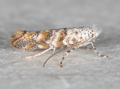 Cameraria hamadryadella