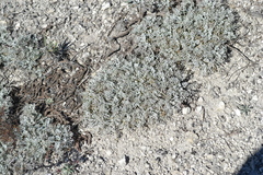 Artemisia hololeuca