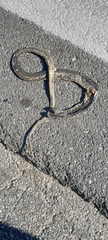 Hierophis viridiflavus