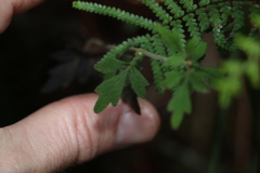 Xanthosia pilosa