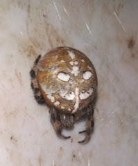 Araneus quadratus