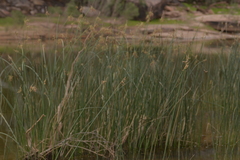 Schoenoplectus subulatus