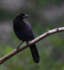 Cyanocorax cyanomelas