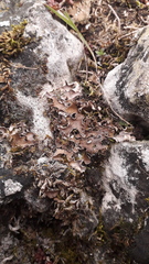 Peltigera rufescens