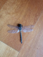 Aeshna canadensis