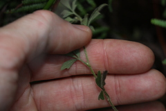 Xanthosia pilosa