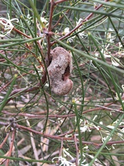 Hakea rostrata
