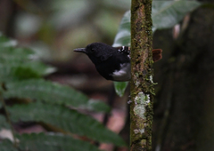 Sciaphylax hemimelaena