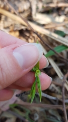 Calochilus paludosus