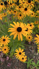 Rudbeckia
